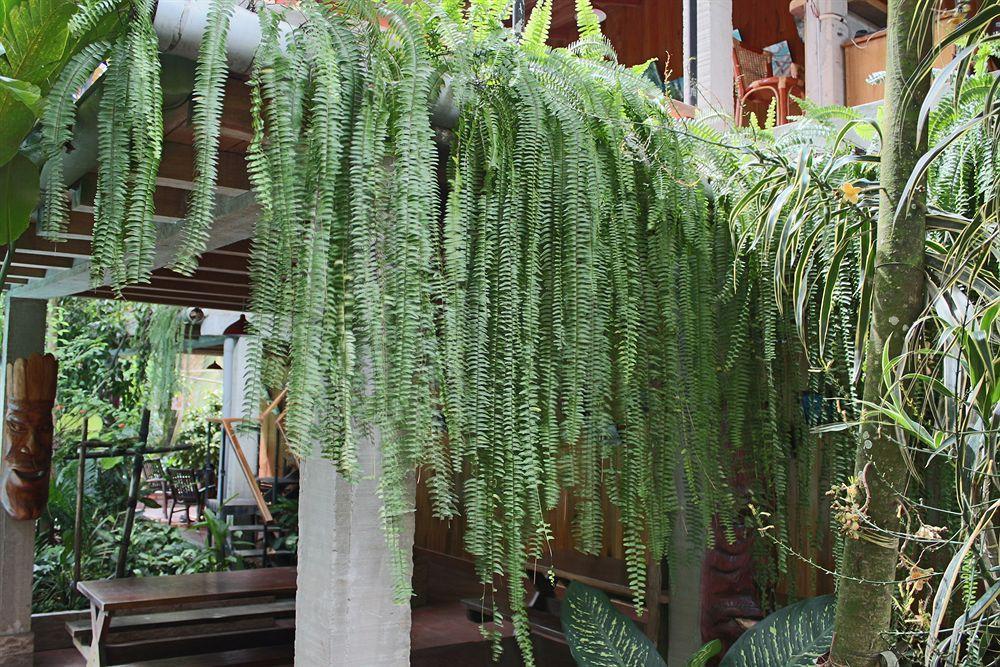 מלון איקיטוס La Casa Fitzcarraldo מראה חיצוני תמונה